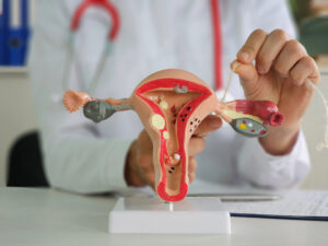 Ärztin sitzt hinter einem Uterus-Modell